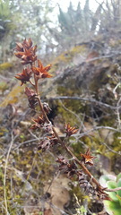 Echeveria montana