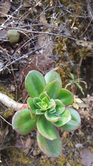 Echeveria montana