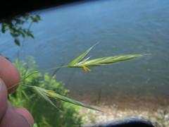 Bromus sitchensis sitchensis