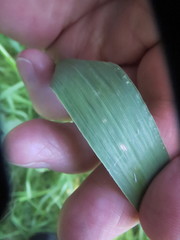 Bromus sitchensis sitchensis