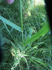 Bromus sitchensis sitchensis