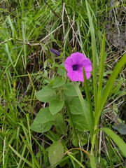 Petunia integrifolia