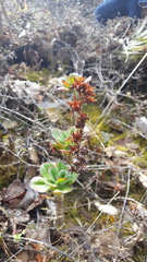 Echeveria montana