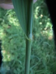 Bromus sitchensis sitchensis