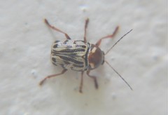 Cryptocephalus simulans