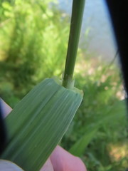 Bromus sitchensis sitchensis
