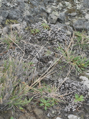 Trisetum arduanum