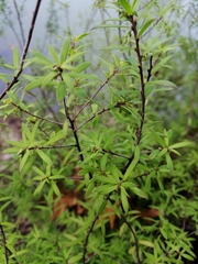 Leucopogon fasciculatus