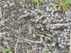 Trisetum arduanum