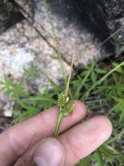 Carex pallescens