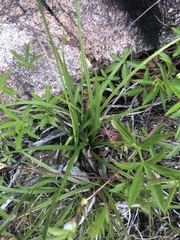 Carex pallescens