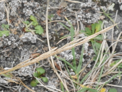 Trisetum arduanum