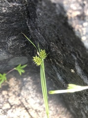 Carex pallescens