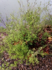 Leucopogon fasciculatus