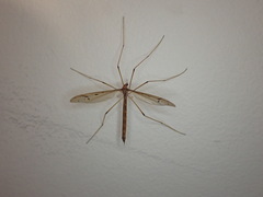 Tricyphona