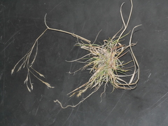 Trisetum arduanum