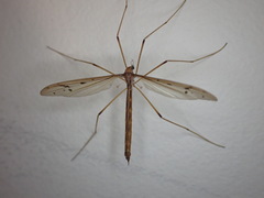 Tricyphona