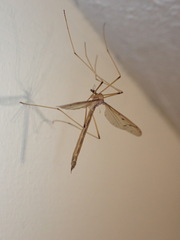 Tricyphona