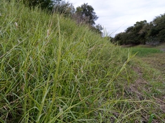 Hemarthria altissima