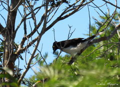 Cyanocorax cyanopogon