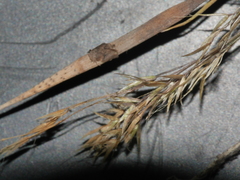 Trisetum arduanum