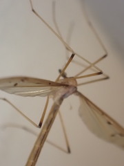 Tricyphona