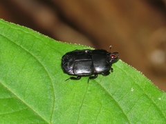 Hololepta aequalis