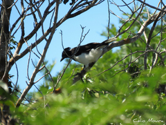 Cyanocorax cyanopogon