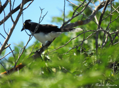 Cyanocorax cyanopogon