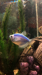 Gymnocorymbus ternetzi