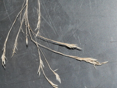 Trisetum arduanum