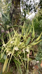Brassia verrucosa