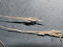 Trisetum arduanum