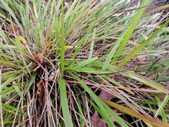 Dianella haematica