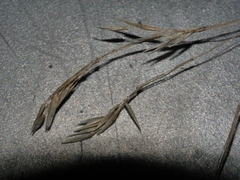 Trisetum arduanum