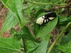 Eusceptis flavifrimbriata