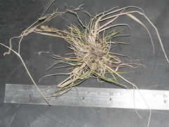 Trisetum arduanum