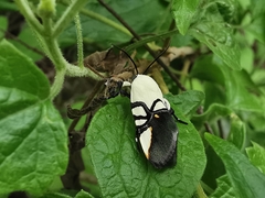 Eusceptis flavifrimbriata