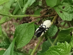 Eusceptis flavifrimbriata