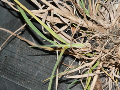 Trisetum arduanum