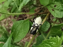 Eusceptis flavifrimbriata