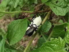 Eusceptis flavifrimbriata