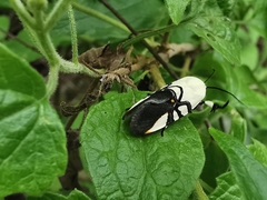 Eusceptis flavifrimbriata