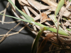 Trisetum arduanum