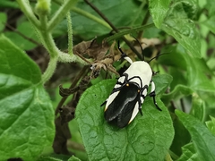 Eusceptis flavifrimbriata