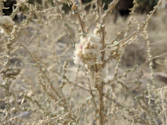 Asphondylia floccosa