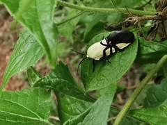 Eusceptis flavifrimbriata