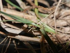 Trisetum arduanum