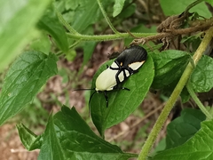Eusceptis flavifrimbriata