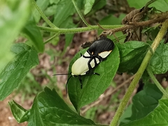 Eusceptis flavifrimbriata